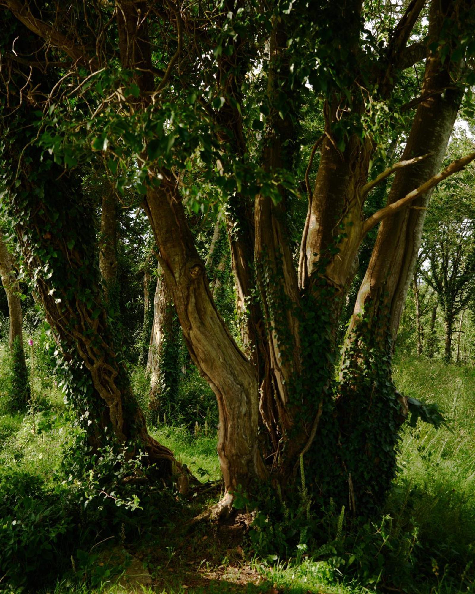 Вилла Les Ecuries Du Nevez Ploneour-Lanvern Экстерьер фото